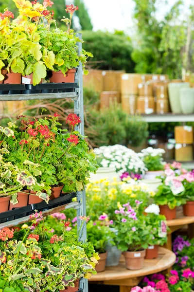 Centro de jardim casa verde com flores em vaso — Fotografia de Stock