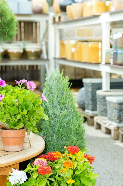 Potted flowers at garden centre green house — Stock Photo, Image