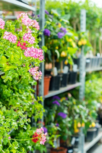 Potted flowers on shelves in garden shop — Stock Photo, Image