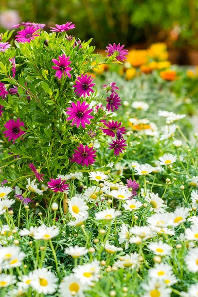 Daisy flower at garden center retail store — Stock Photo, Image