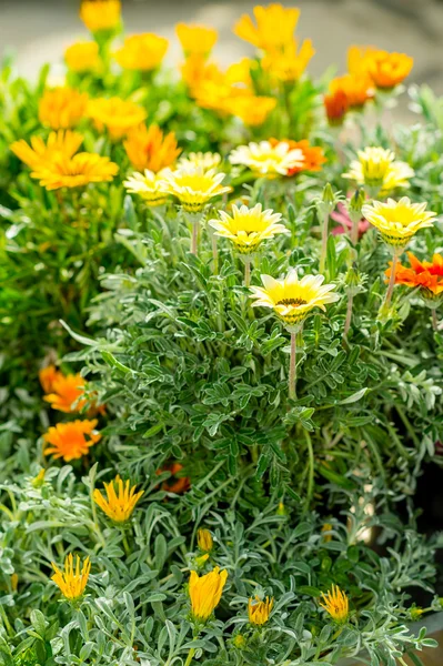 マリーゴールドの黄色とオレンジ色の花の庭のセンター — ストック写真