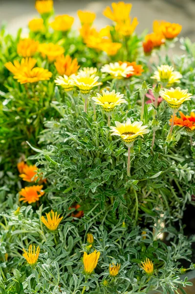 Souci jaune et orange fleurs centre de jardin — Photo