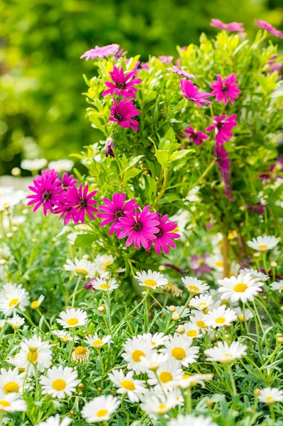 Vårblommor vita och lila daisy trädgårdsskötsel — Stockfoto