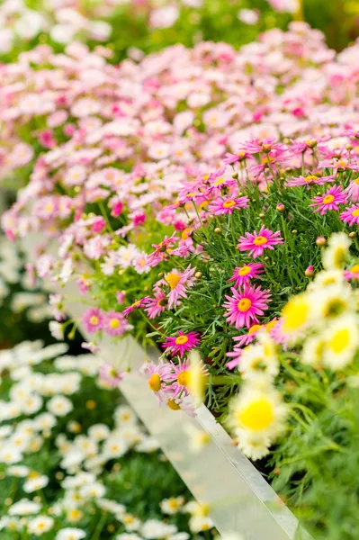 Fiori colorati al centro del giardino negozio al dettaglio — Foto Stock