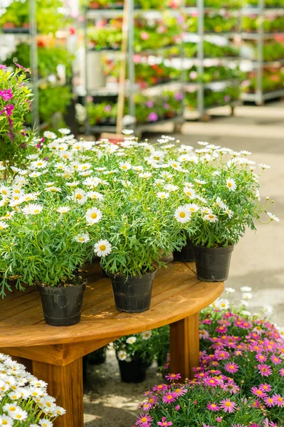 Potted flowers on table in garden shop — Stock Photo, Image