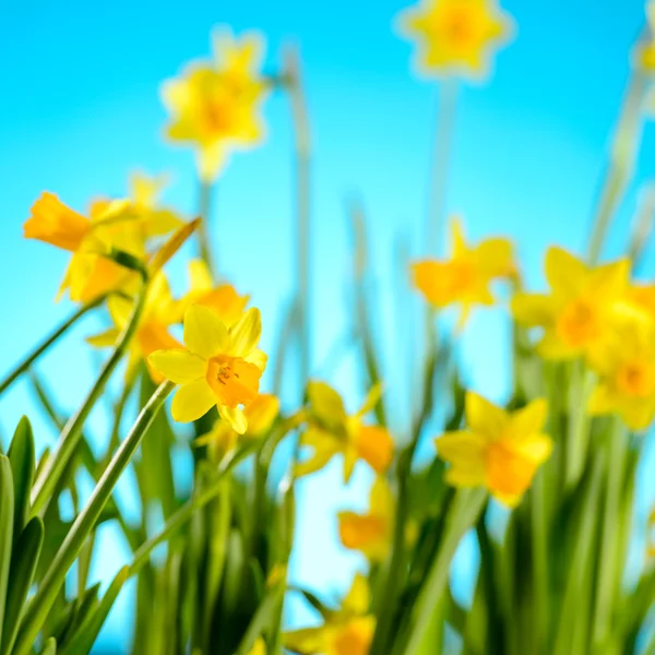 Spring flowers yellow narcissus on blue background — Stock Photo, Image