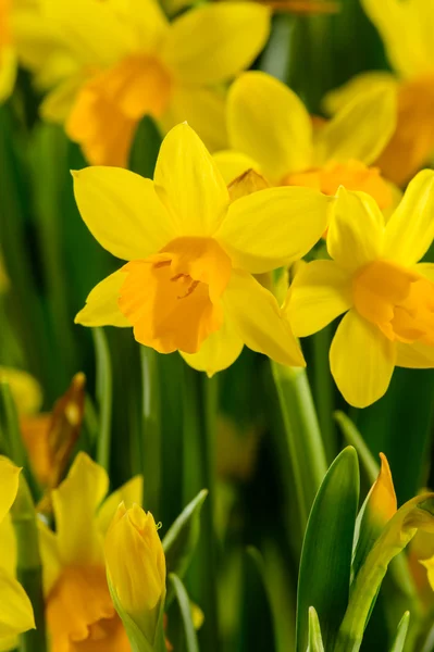 Yellow narcissus spring flowers — Stock Photo, Image