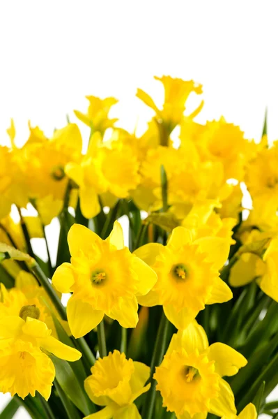 Spring flowers yellow narcissus on white background — Stock Photo, Image