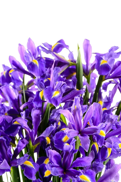 Spring flowers blue iris — Stock Photo, Image