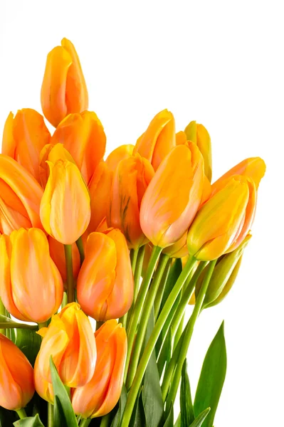 Flores da primavera tulipas amarelas e laranja — Fotografia de Stock