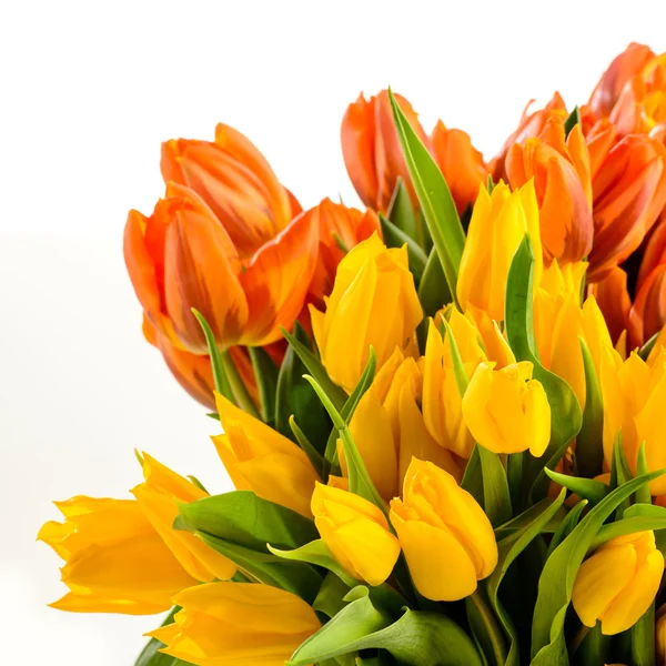 Bando de flores de tulipas primavera colorido — Fotografia de Stock