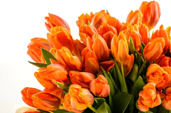 Cambada de flores de tulipas de primavera — Fotografia de Stock