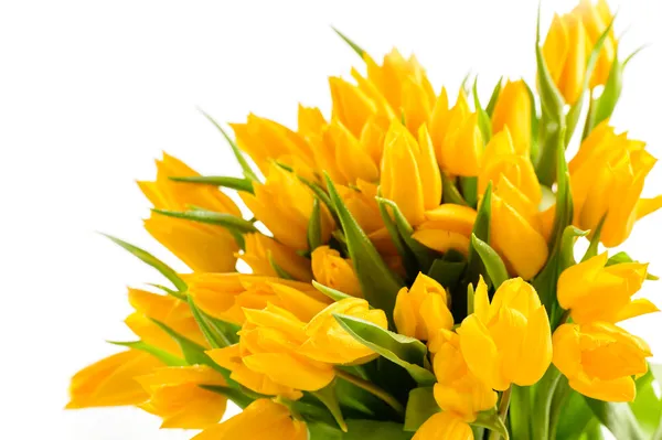 Bunch of yellow tulips spring flowers — Stock Photo, Image