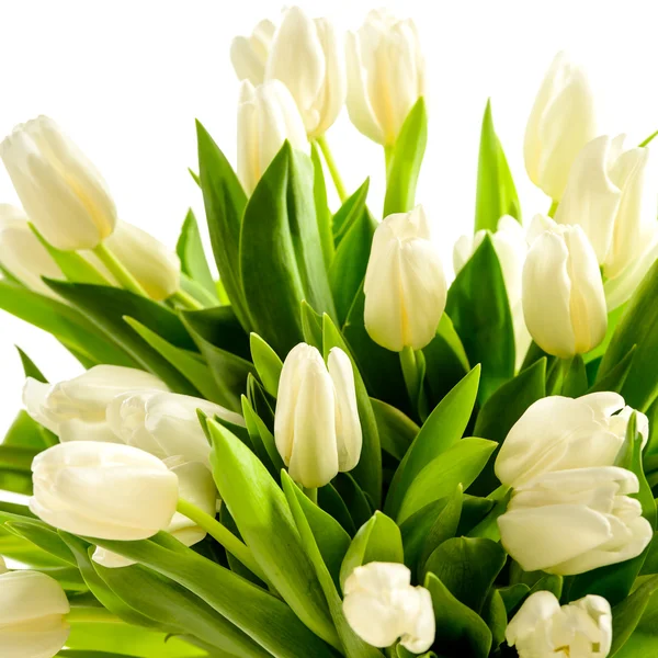 White tulip flowers — Stock Photo, Image