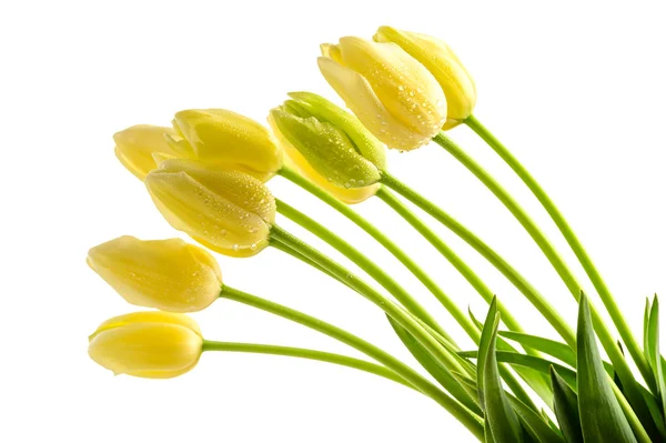 Flores de tulipas amarelas com talo longo — Fotografia de Stock
