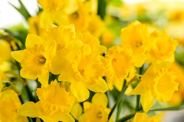 Detail of yellow narcissus spring flower — Stock Photo, Image