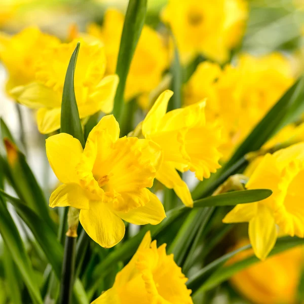 Close-up of yellow narcissus spring flower — Stock Photo, Image