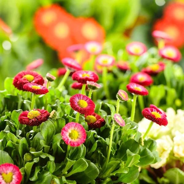 Bellis kırmızı saksı bahar çiçekleri — Stok fotoğraf