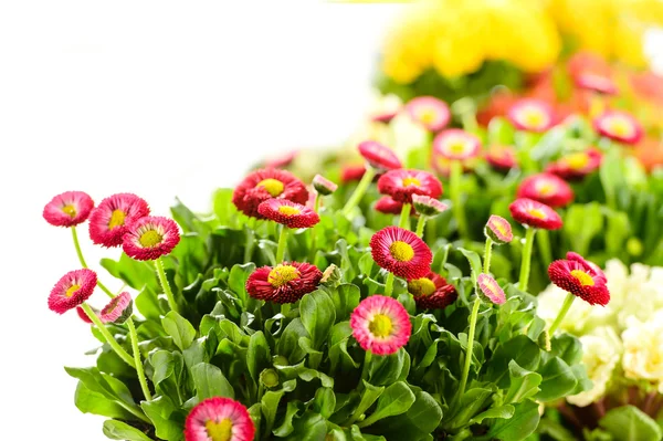 Bellis potted plant spring flower — Stock Photo, Image