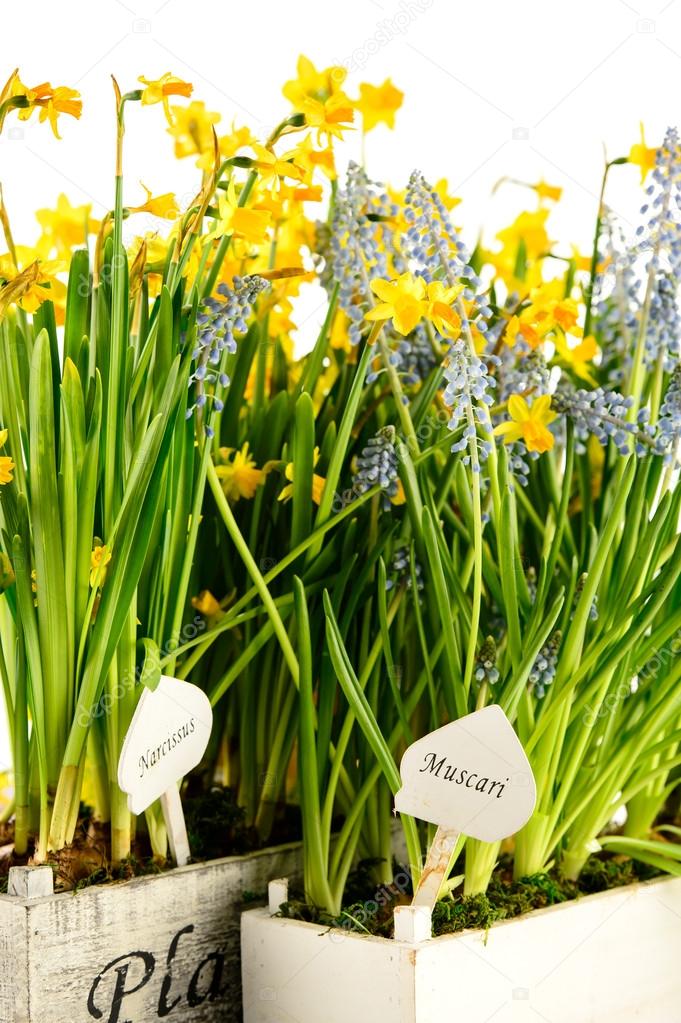 Muscari and narcissus spring potted flower