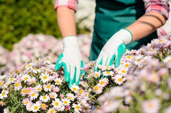 Hands touch daisy flowerbed — Stock Photo, Image