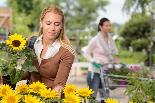 Kvinnan välja krukväxter solros — Stockfoto