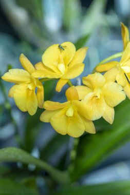 Orkideler Homestead, Fl 'deki Redlands Orkide Festivali' nde 10 / 03 / 21 'de sergilendi