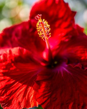 9 Ocak 2022 'de Florida' daki bir doğa parkında çekilmiş yakın çekimler.