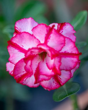 9 Ocak 2022 'de Florida' daki bir doğa parkında çekilmiş yakın çekimler.