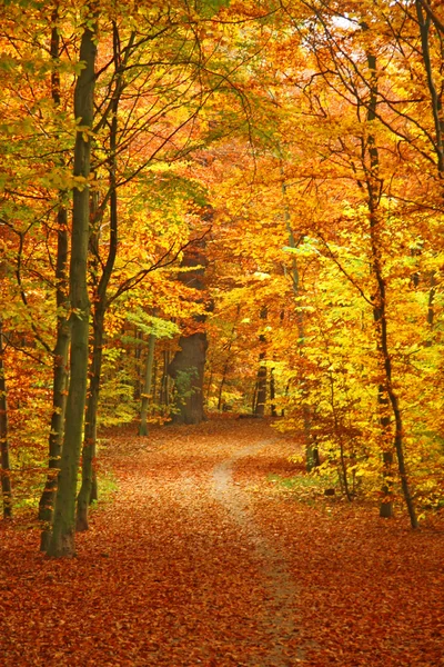 Sonbahar parkına giden yol