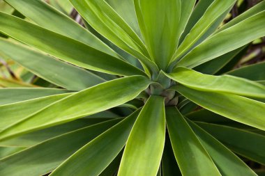 Agave bitki