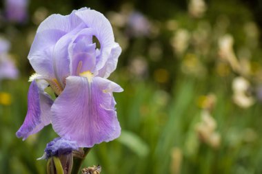 İris çiçeği Yaz Bahçesi yeşil çimenlerin üzerinde