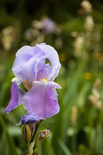 Iris fiore sopra l'erba verde nel giardino estivo — Foto Stock