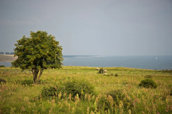 Дерево на лузі — стокове фото