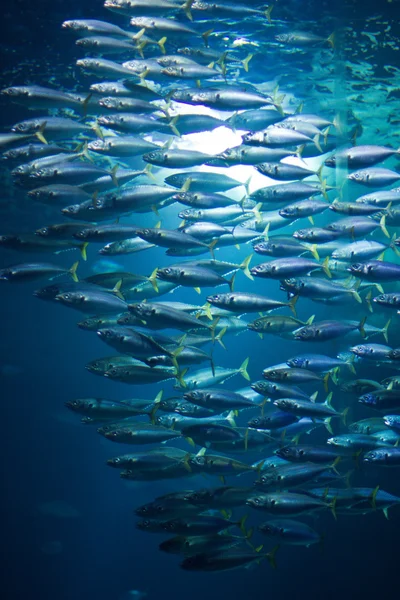 Scuola di pesci in acquario a Stralsund — Foto Stock