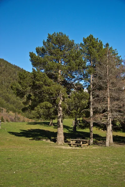 Forest edge in Andorra — Stock Photo, Image