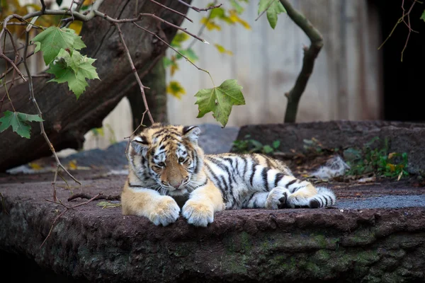 Tigre bebé —  Fotos de Stock