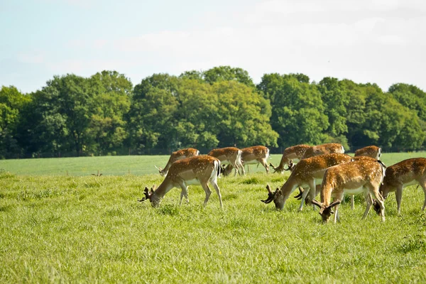 Deer herd — Stock Photo, Image