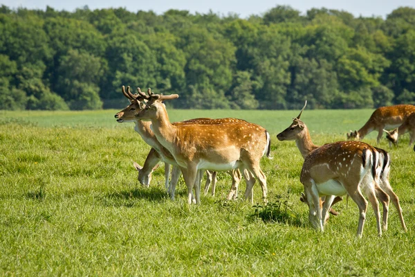 Mandria di cervi — Foto Stock