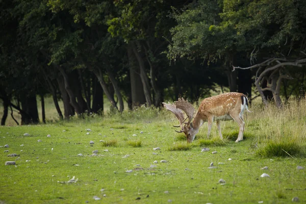 Troupeau de cerfs — Photo