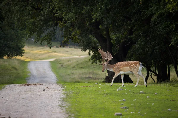 Deer herd — Stock Photo, Image