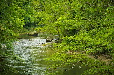 küçük bir ormanda ilkbahar nehirde