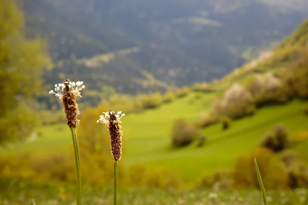Flores de primavera em direção a um vale montês — Fotografia de Stock