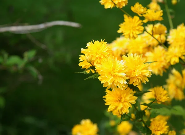 Vackra gula blommor — Stockfoto