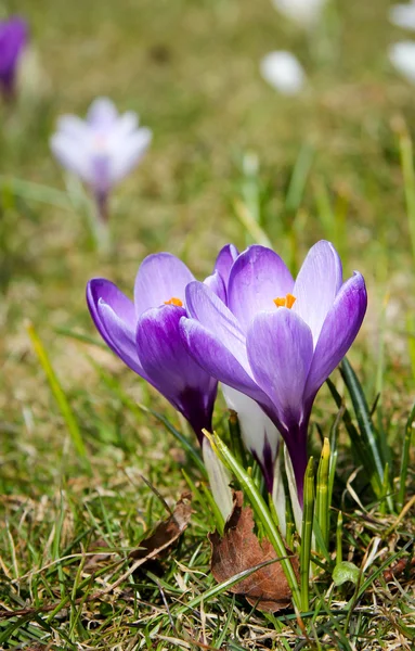 Spring crocus — Stock Photo, Image