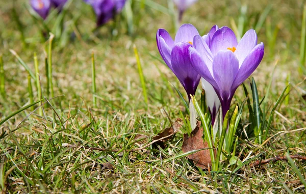 Spring crocus — Stock Photo, Image