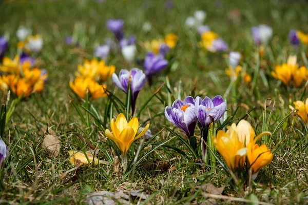 Spring crocus — Stock Photo, Image