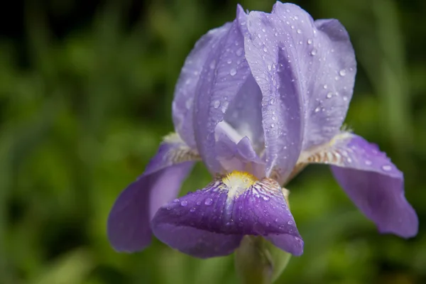 Květ fialový iris — Stock fotografie