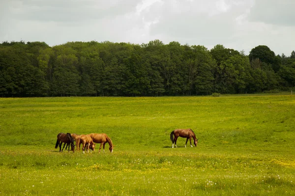 Caballos en un prado — Foto de Stock
