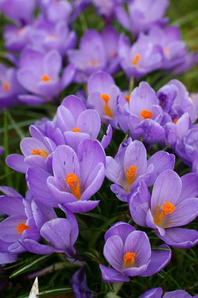 Crocus - ilkbahar çiçeklerinden biri. — Stok fotoğraf